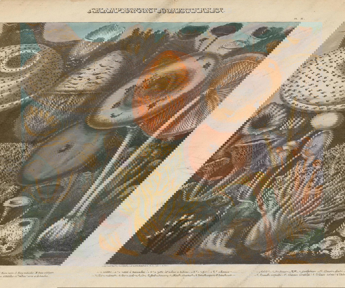 Lithograph of mushrooms