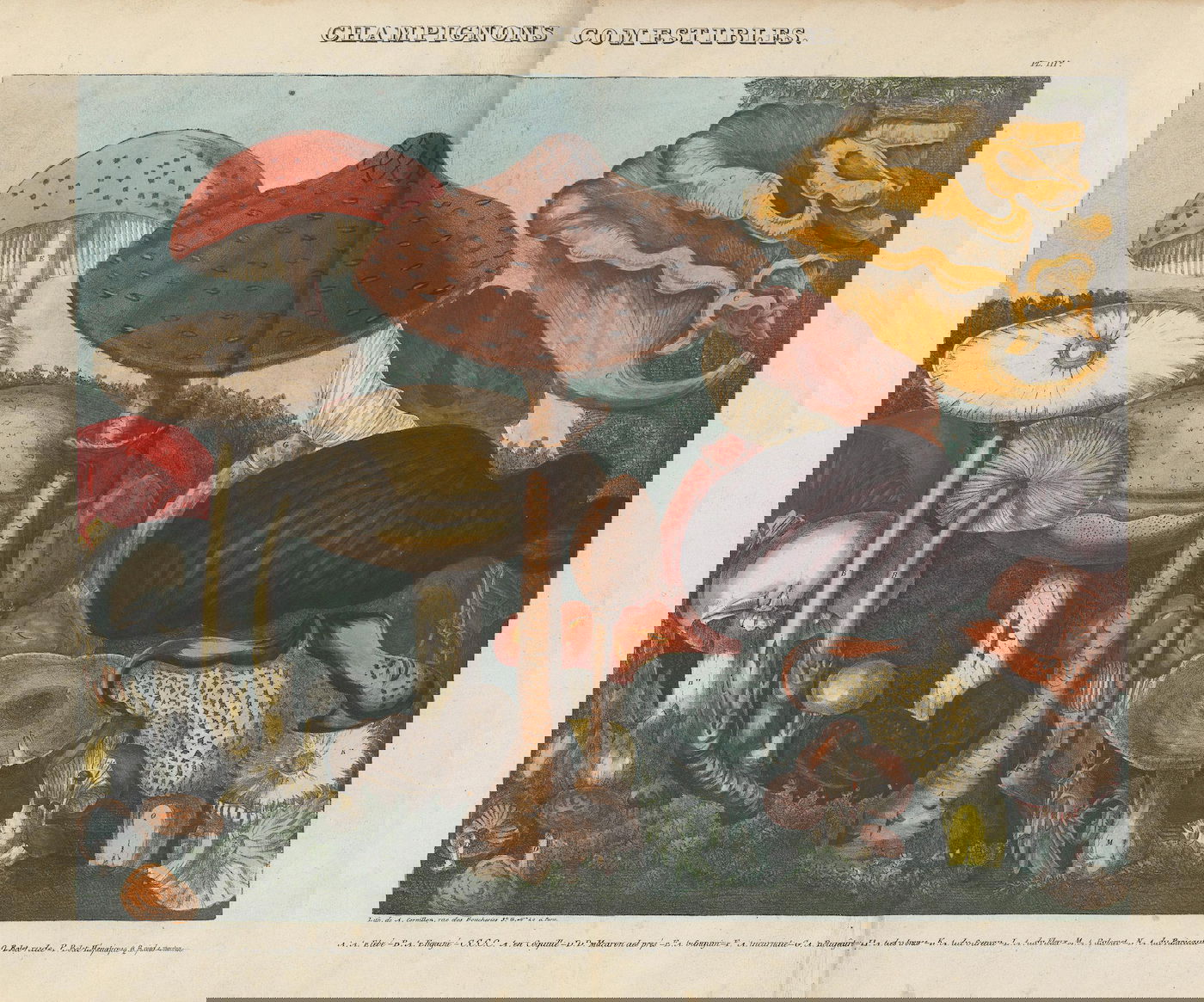 Lithograph of mushrooms