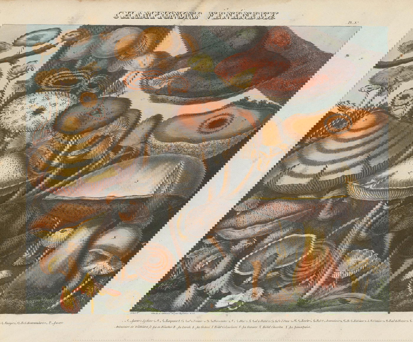 Lithograph of mushrooms