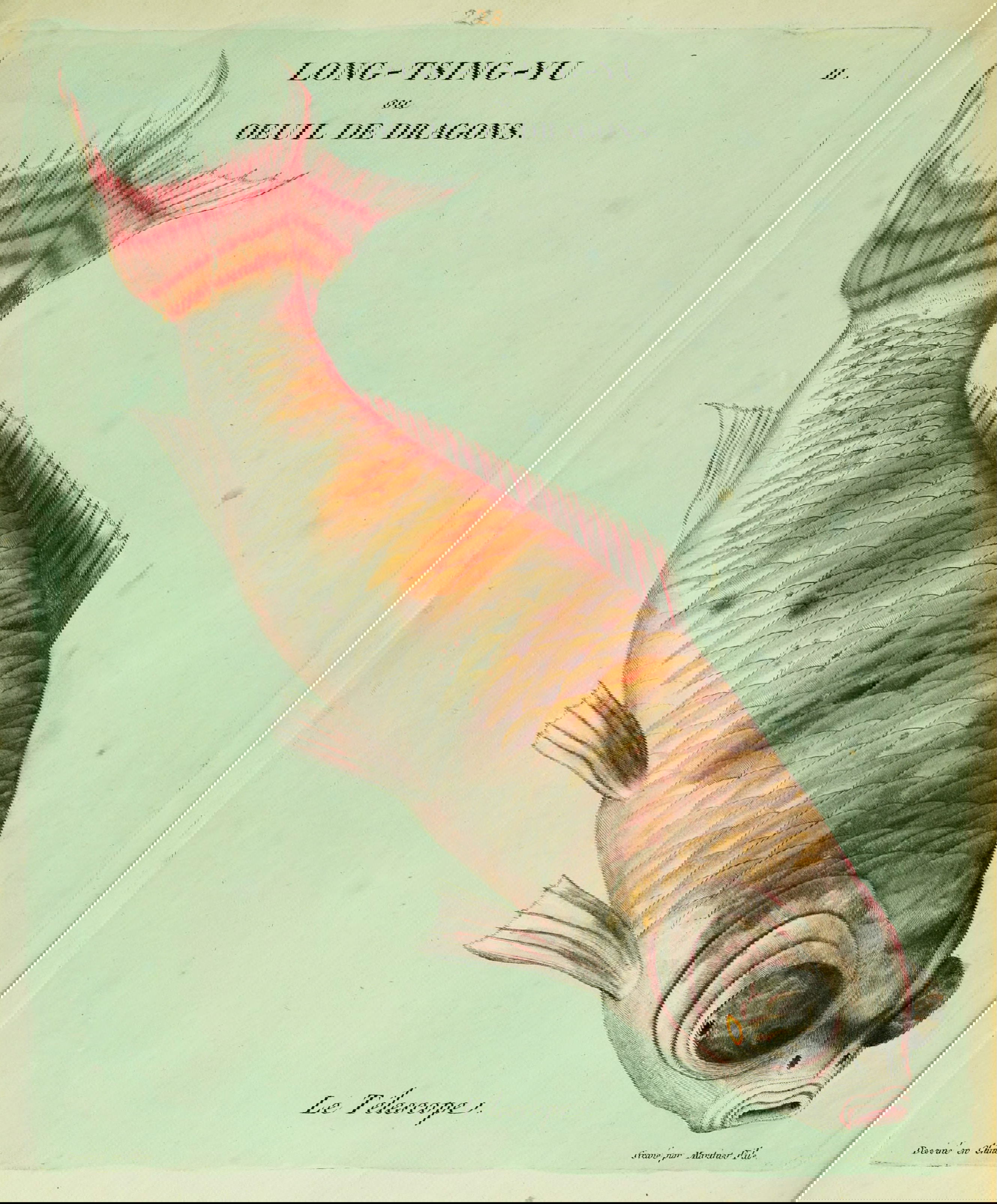 Illustration of fish