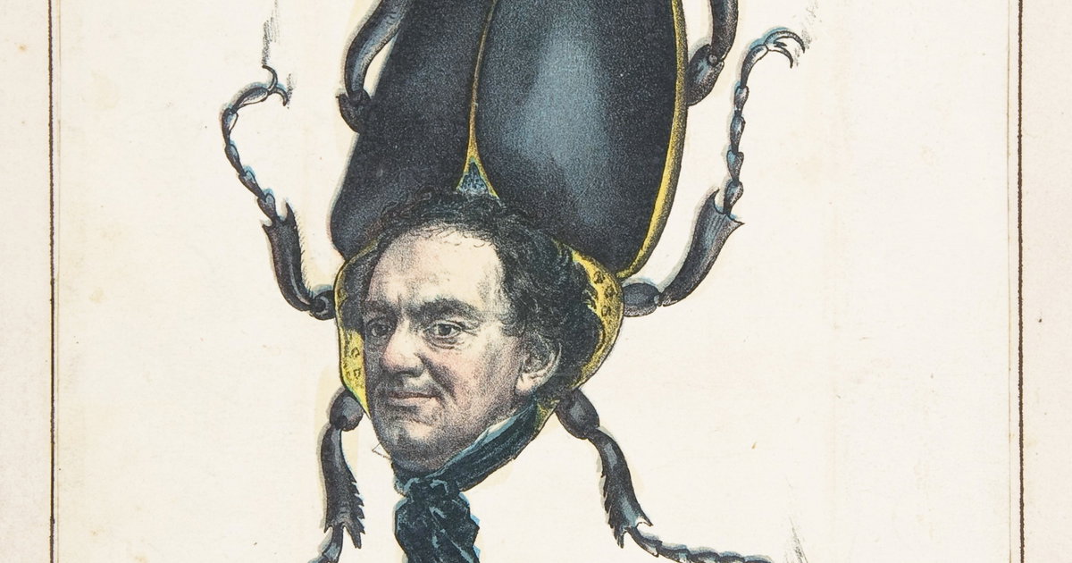 ‘Hum-Bug’ by Henry L. Stephens from The Comic Natural History of the ...