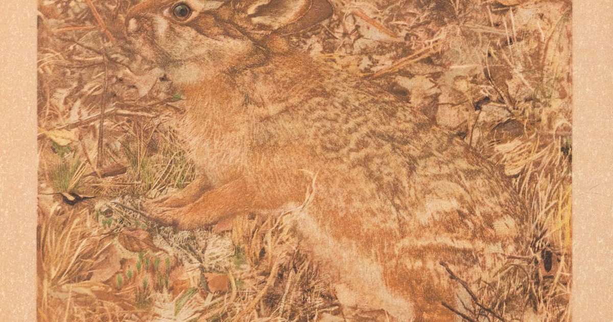 ‘Cottontail Rabbit’ by Gerald H. Thayer from Concealing-Coloration in ...