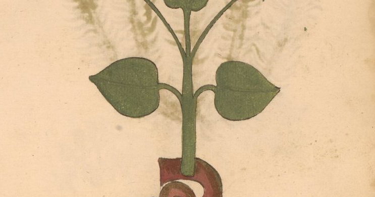 Untitled Image from Erbario: Penn MS LJS 419 (15th century)