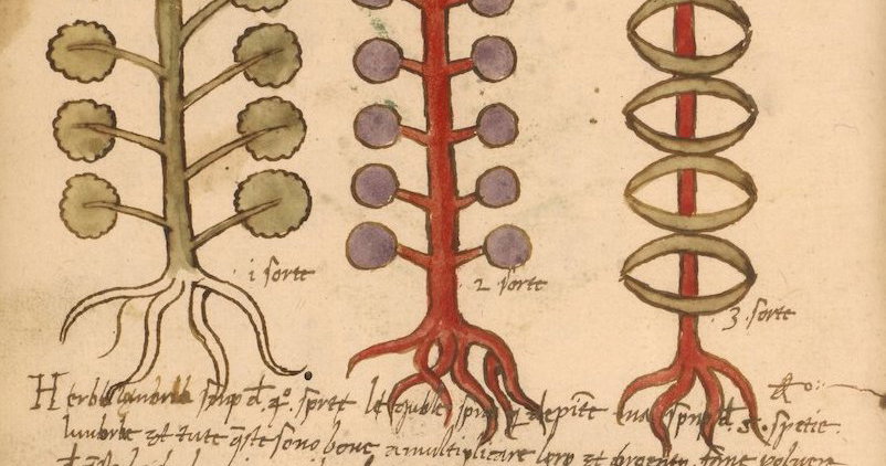 Untitled Image from Erbario: Penn MS LJS 419 (15th century)