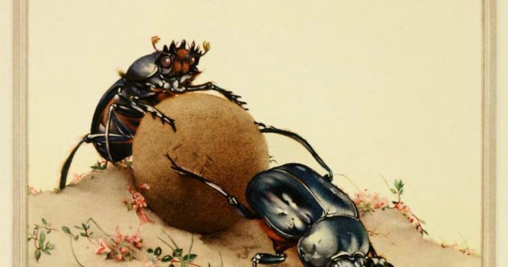 Alexander Insect ‘The Sacred Beetle’ by E. J. Detmold from Fabre's Book of Insects ...
