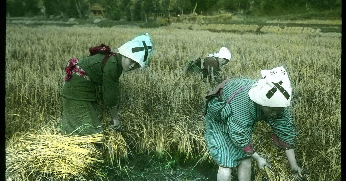‘Women harvesting rice.’ by Herbert Geddes (1908–1918) | Public Domain ...