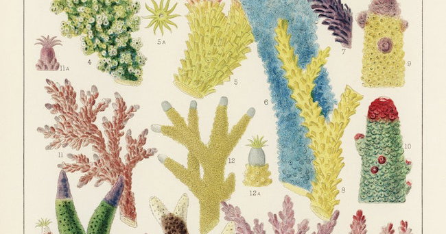‘Great Barrier Reef Corals’ by William Saville-Kent from The Great ...