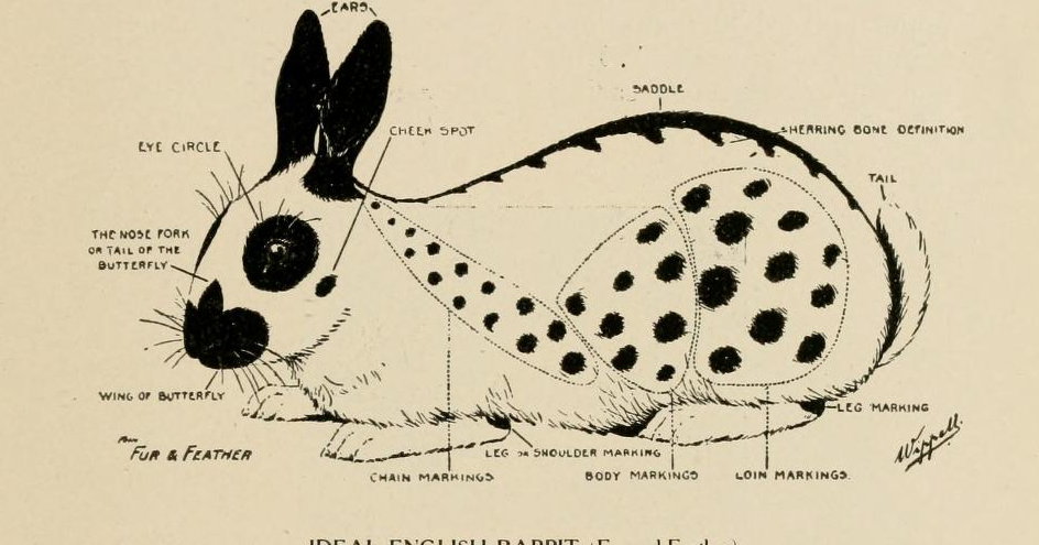Old English Rabbit Image ‘Ideal English Rabbit’ from The American Pet Stock Standard of ...