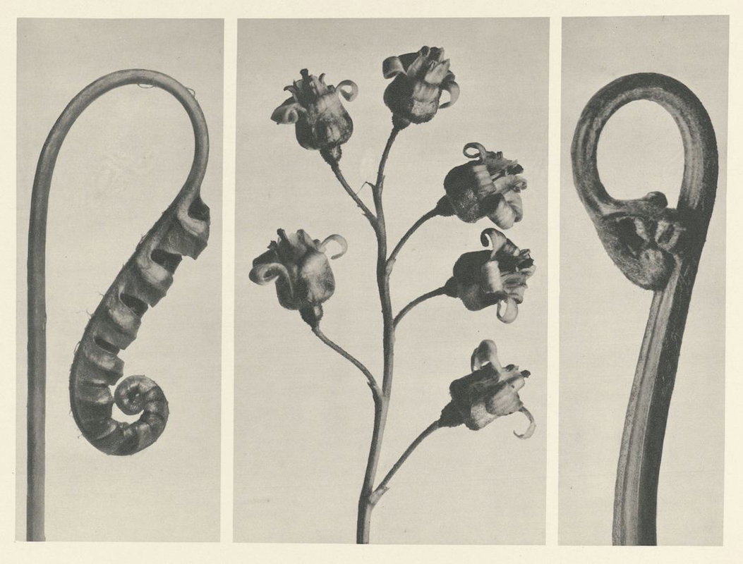 A triptych of black-and-white botanical studies showing plant stems and seed pods in close-up detail, photographed with sharp focus against a cream background.