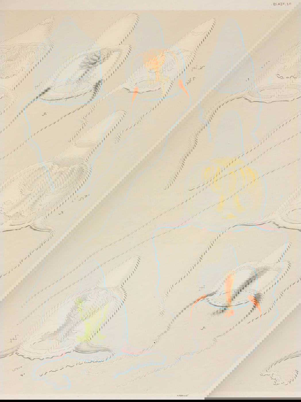 Illustration of jellyfish