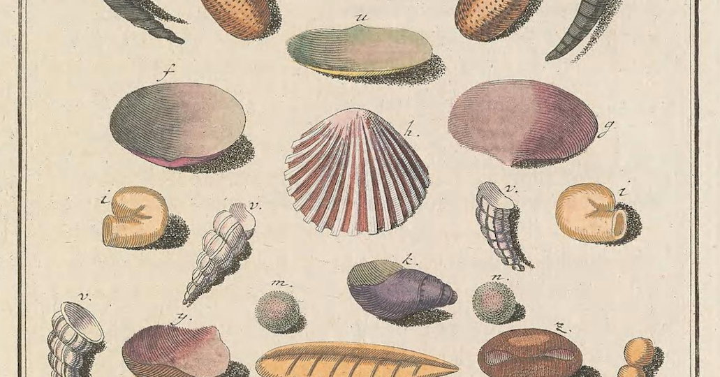 Astect Shells ‘Mollusc shells’ by Martin Frobenius Ledermüller from Mikroskopische ...
