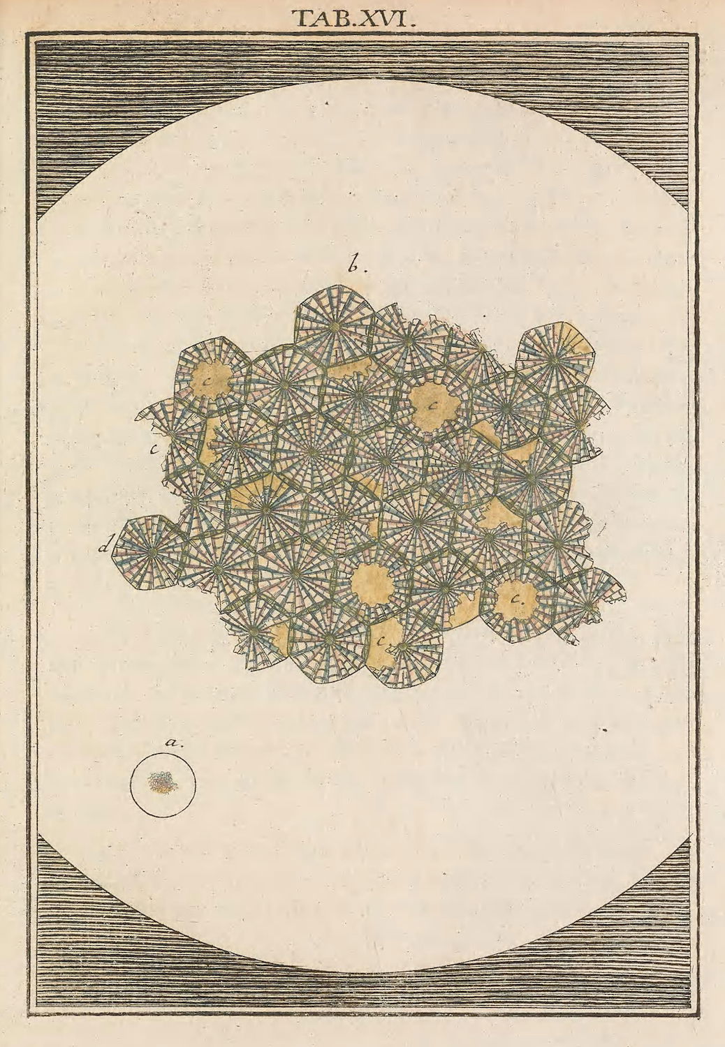 Illustration of microscopic image