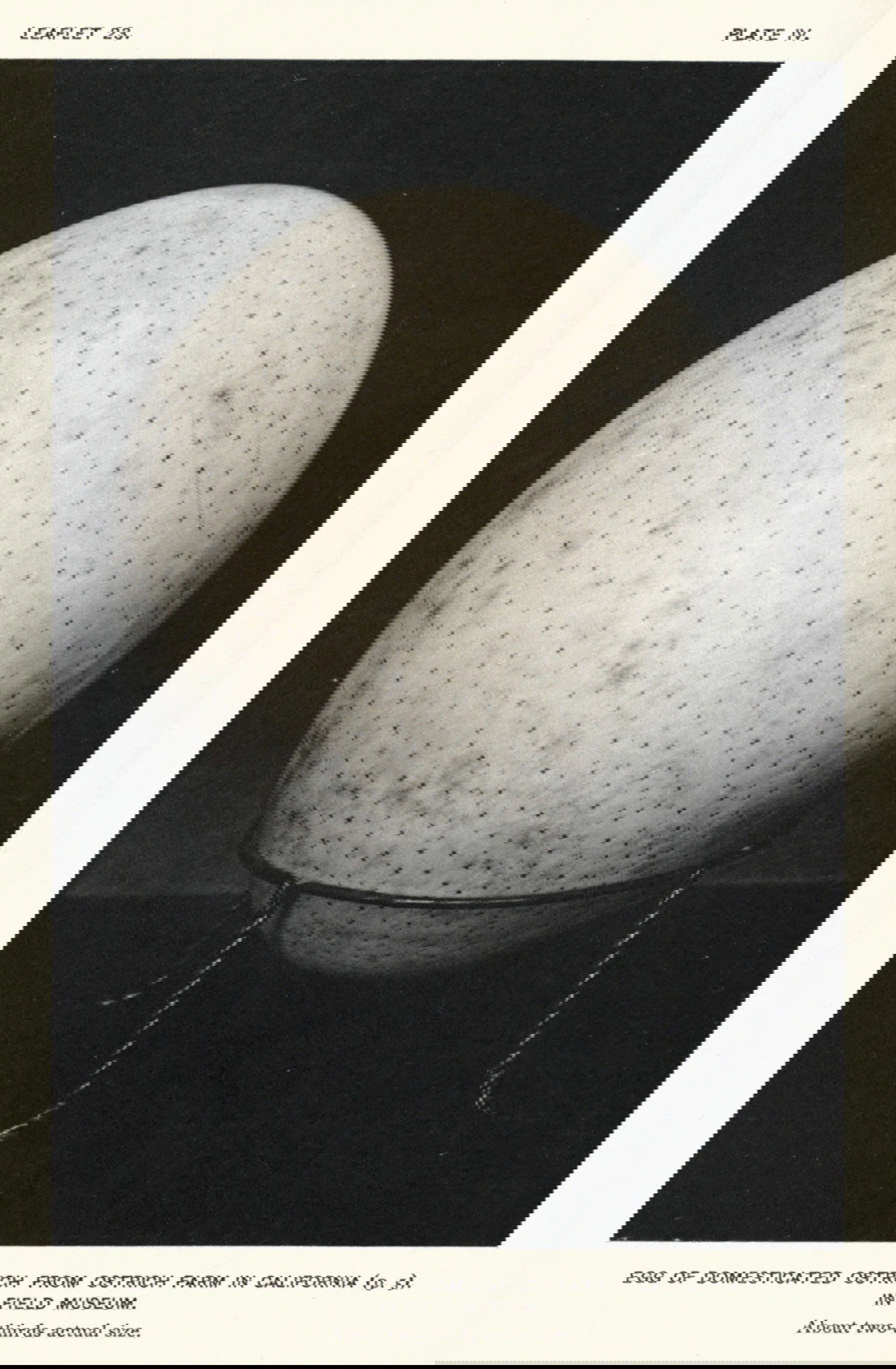 Bushman painting of ostriches