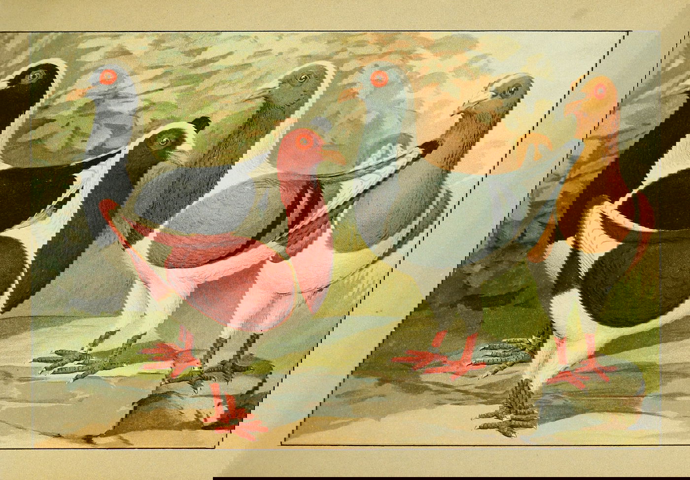 Lithograph of pigeons