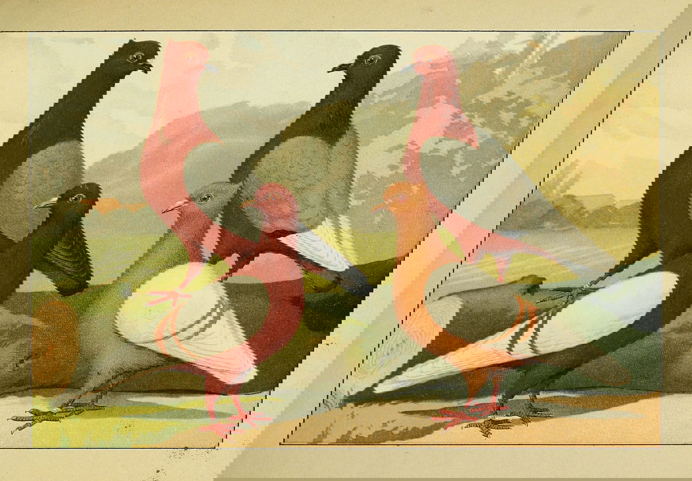 Lithograph of pigeons