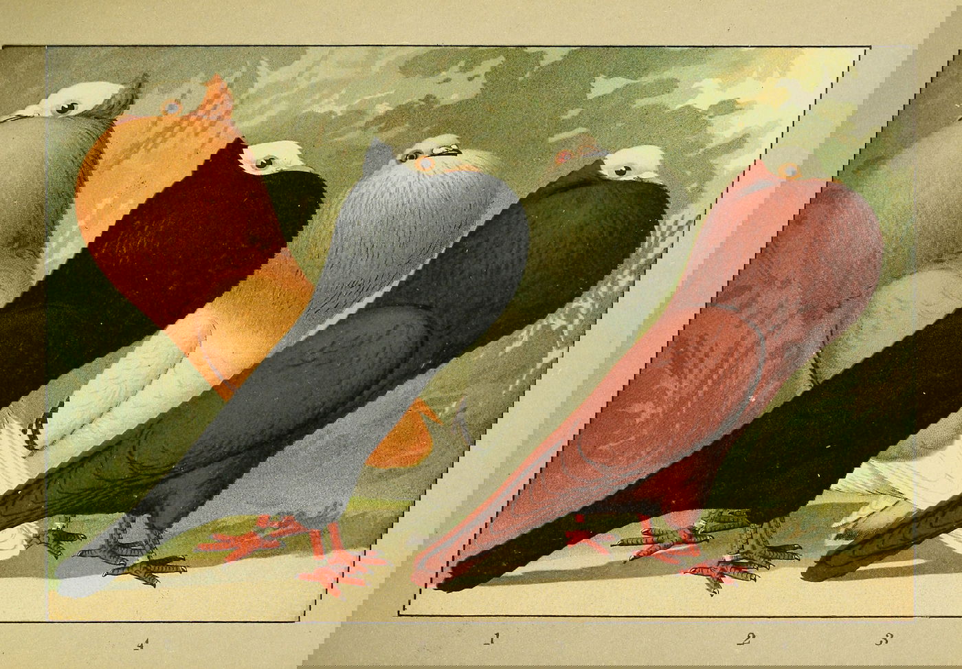 Lithograph of pigeons