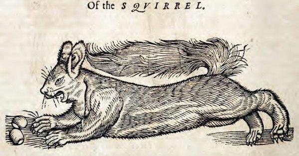 ‘Squirrel’ by Edward Topsell from The History of Four-Footed Beasts and ...