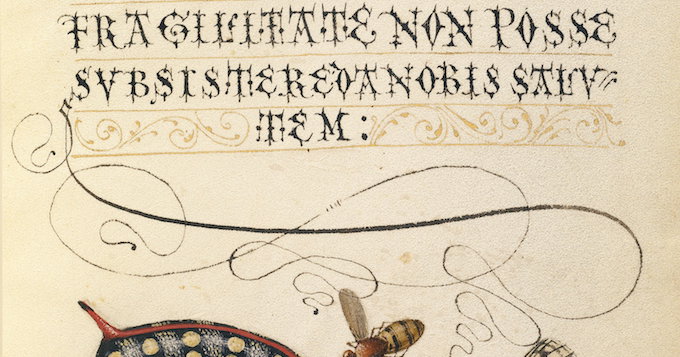 ‘Fly, Caterpillar, Pear, and Centipede.’ by Joris Hoefnagel, Georg Bocskay from Mira calligraphiae monumenta (1561–96)