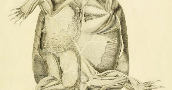 Untitled Image by Friedrich Lehmann, Ludwig Heinrich Bojanus from Anatome Testudinis Europaeae (1821)