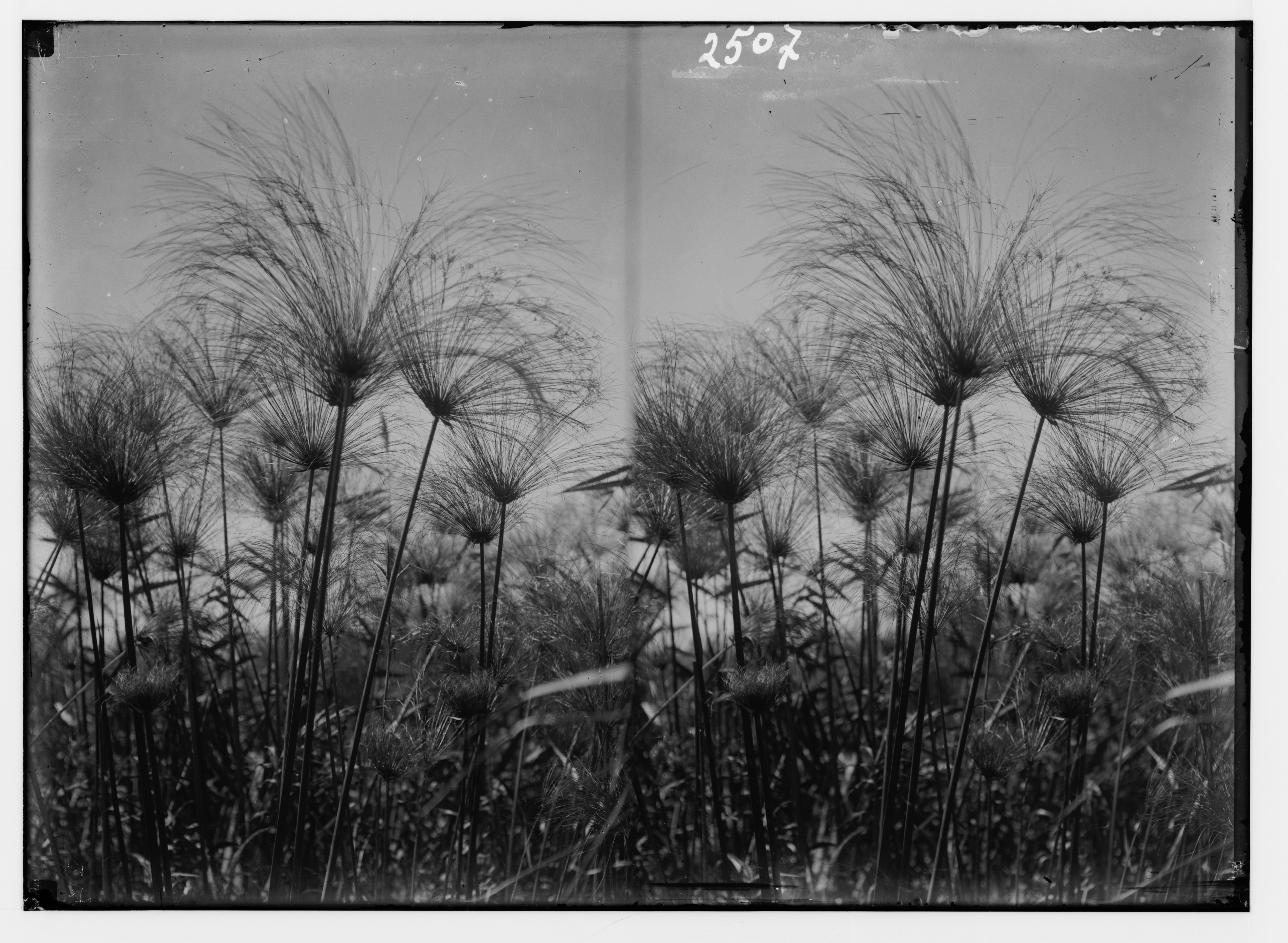 ‘Papyrus at Lake Merom (Cyperus Papyrus L.)’ by American Colony from ...