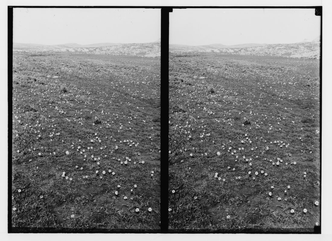 A stereoscopic photograph showing a expansive wildflower meadow dotted with white daisies across rolling terrain, rendered in black and white film with soft diffused light.