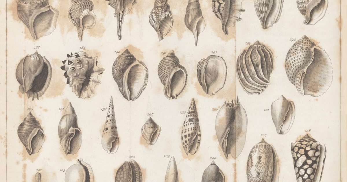 Astect Shells ‘Shells’ by Anna Atkins from Genera of Shells (1823) | Public Domain ...