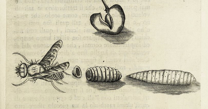 How Maggots Form ‘Illustrating showing how a fly is born from a maggot found in a cherry ...