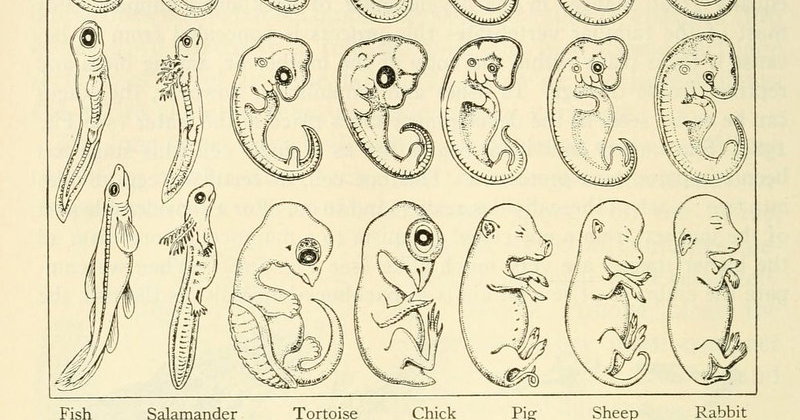 ‘Parallelism in Development of Backboned Animals’ from Biology and ...