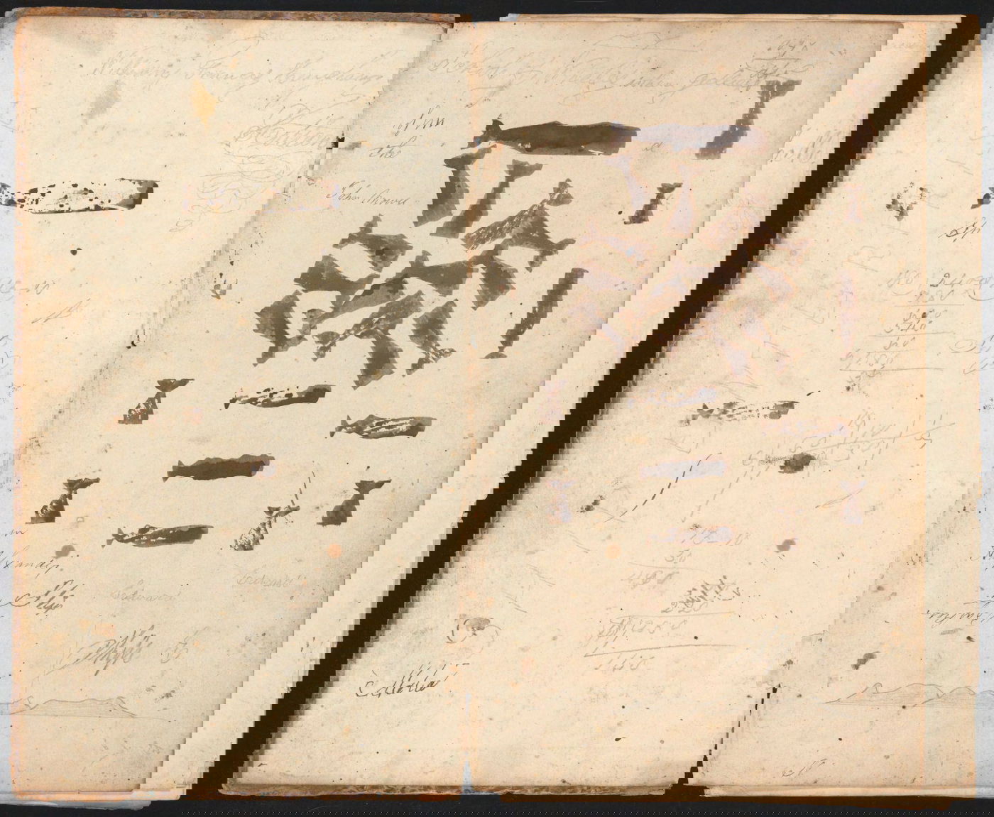 Whaling logbook illustration