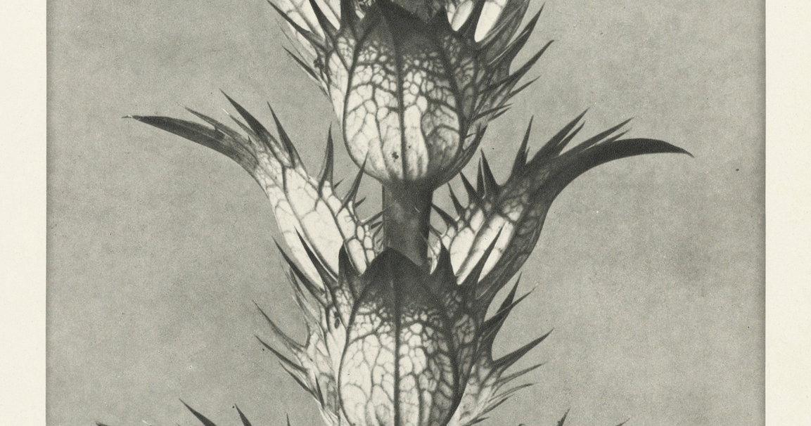 ‘Bear's Breeches’ by Karl Blossfeldt (1928)