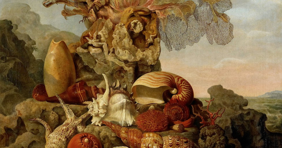 Astect Shells ‘Shells and Sea Plants’ by Henricus Franciscus Wiertz (1809) | Public ...